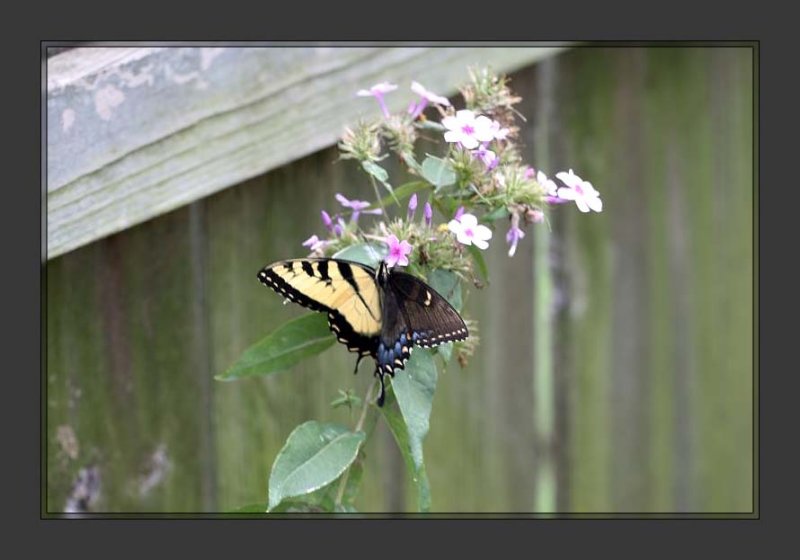 Papilio glaucus bilateral gynandromorph3 (Internet Image property of respective owner, non-commercial use only)